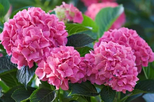 Hortensia – farveskiftende blomstermagi